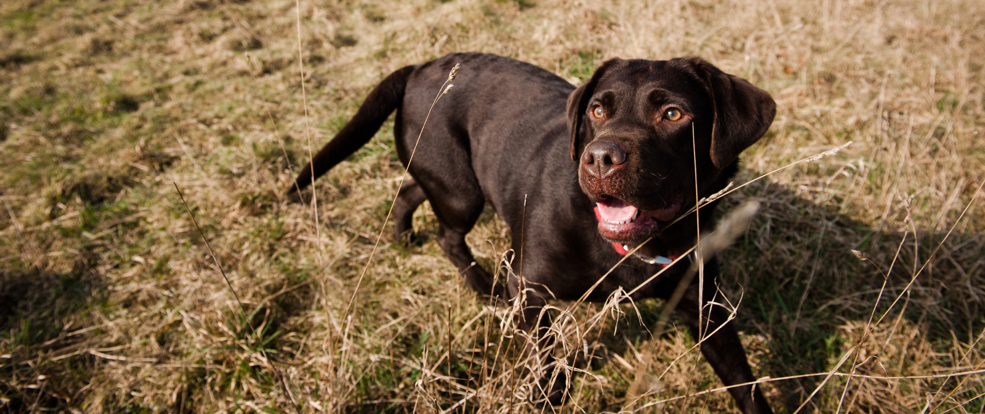 How to keep your 2024 dog from eating grass